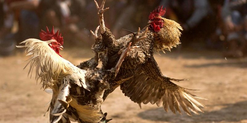 Cách tham gia cá cược đá gà ở Thomo trực tuyến