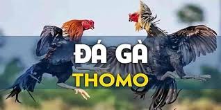 Lịch sử hình thành và sức hút của đá gà Thomo